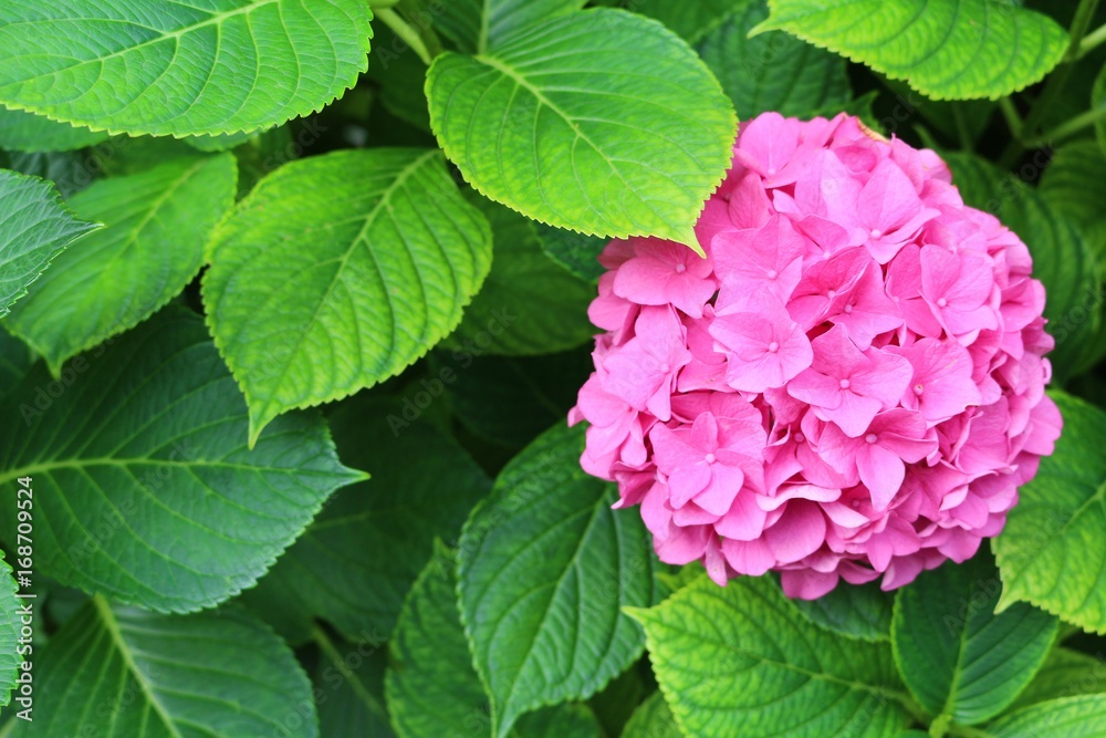 Pink hydrangea flower with space for your text Pink hydrangea flower with space for your text