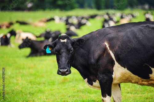 Cows on the meadow,New Zealand.