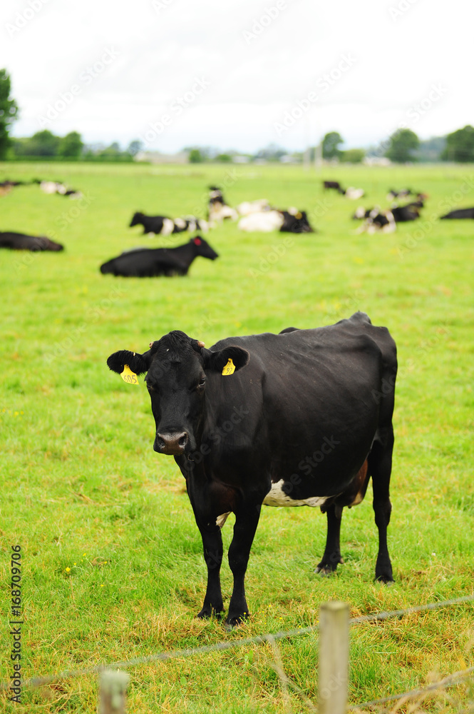 Cows on the meadow,New Zealand. Cows on the meadow,New Zealand.