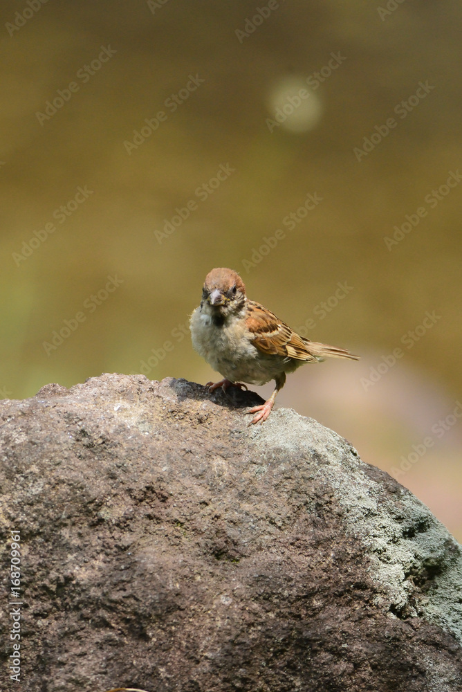 sparrow sparrow