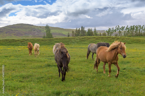 Icelandic Horse