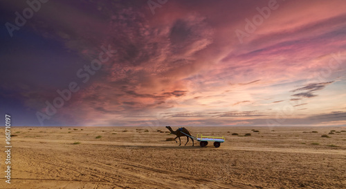 Fototapeta Naklejka Na Ścianę i Meble -  Sunset camel ride at great Rann of Kutch, Gujarat