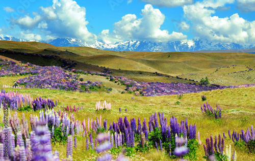 Landscape with lupin field in Tekapo,New Zealand.