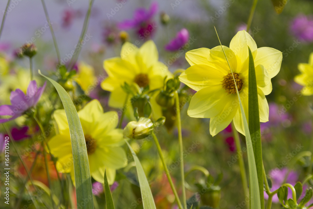 Obraz premium Yellow flowers beautiful