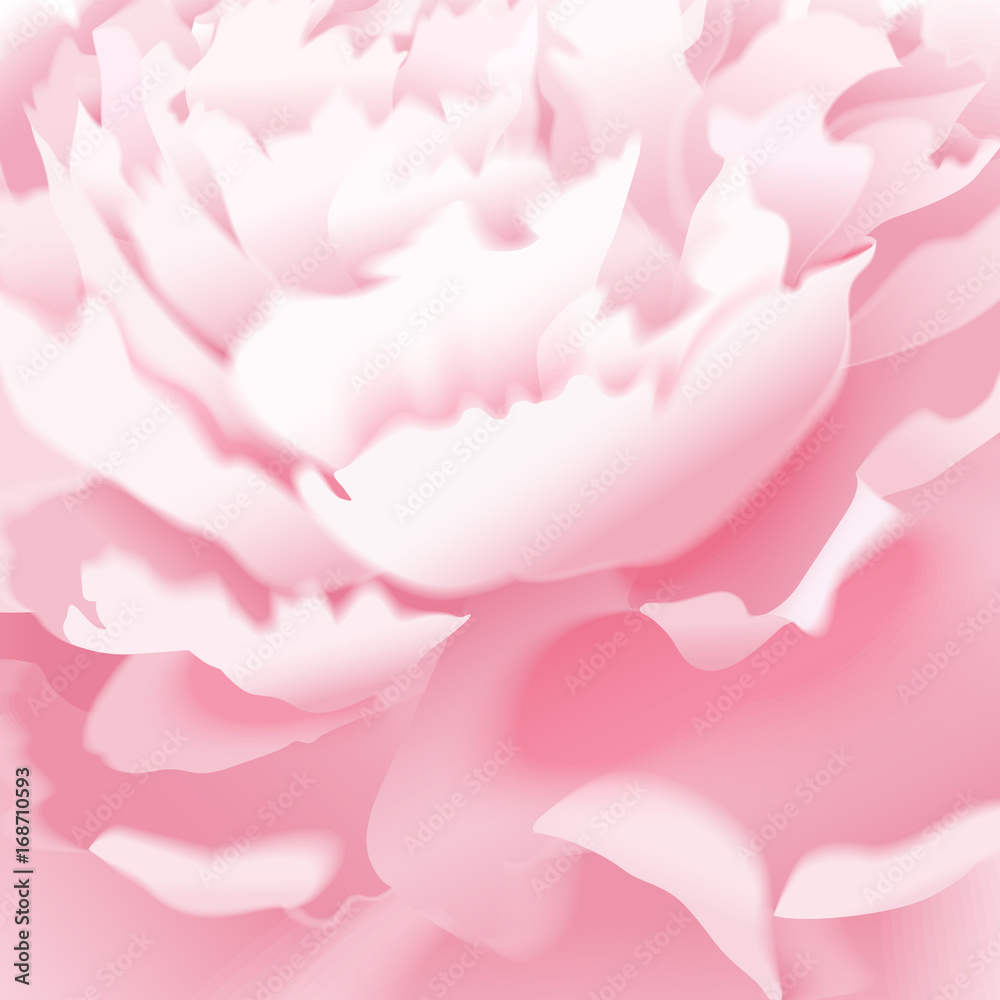 Flower rose on white background. Flower rose on white background.