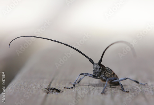 Macro of Monochamus sutor, a longhorn beetle © jojoo64