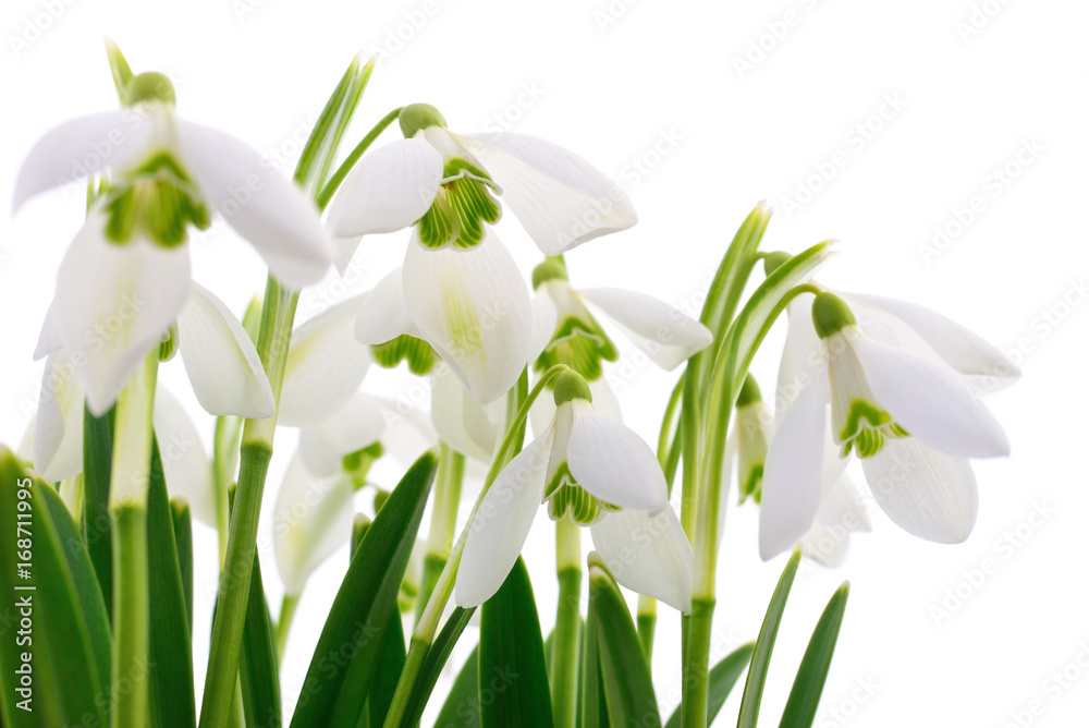 Snowdrops (Galanthus nivalis) on white background