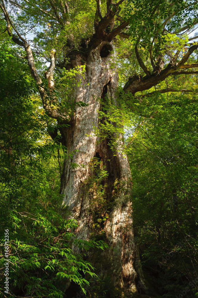 Fototapeta premium 大王杉