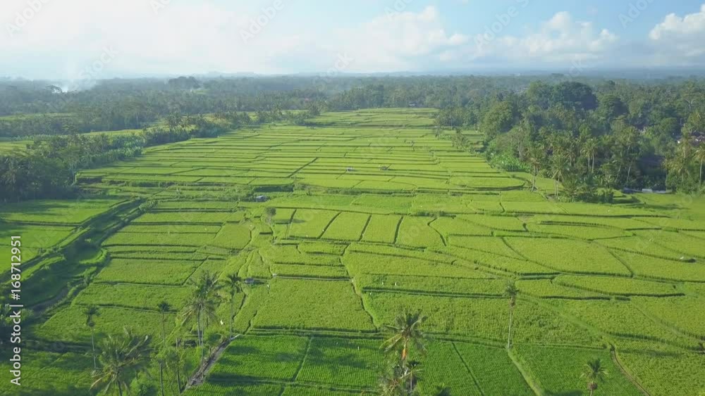 AERIAL: Flying above amazing rice paddy fields on gorgeous verdant agricultural plantation in acacia & palm tree forest on misty sunny morning. Bright green rice terraces in lush jungle, Ubud, Bali. AERIAL: Flying above amazing rice paddy fields on gorgeous verdant agricultural plantation in acacia & palm tree forest on misty sunny morning. Bright green rice terraces in lush jungle, Ubud, Bali.