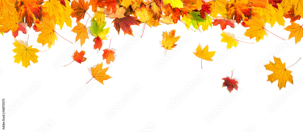 autumn leaves background - obrazy, fototapety, plakaty 