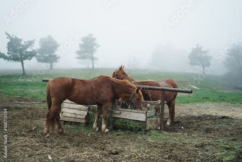 Horses graze in the mountains  nature  livestock  animals