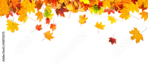 Vászonkép autumn leaves background
