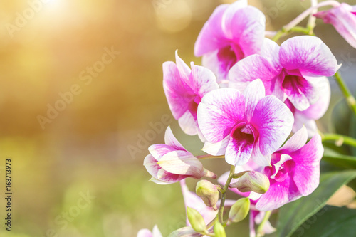 Orchid flower in the garden at winter or spring day for postcard beauty agriculture idea concept design. Phalaenopsis orchid is a genus in the orchid family (Orchidaceae)