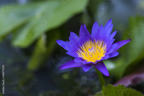 Purple lotus in pond fish beautiful. Close up and blur flower blooming in rainy season.