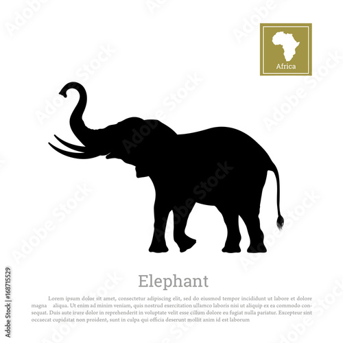Black silhouette of an African elephant on a white background