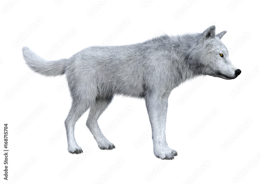 Fototapeta premium 3D Rendering Arctic Wolf on White