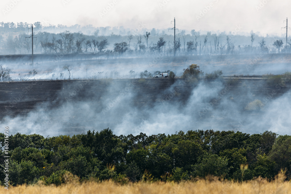 Fire in forest, burned dry grass and trees, smoke from wildfire Fire in forest, burned dry grass and trees, smoke from wildfire