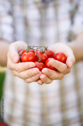 Cherry tomato in palms , close-up
