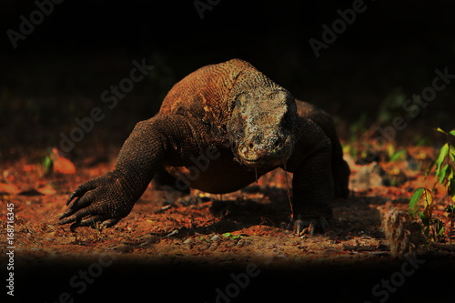 Gigantic komodo dragon in the beautiful nature habitat on a small island in Indonesian sea, Varanus komodoensis, very dangereous wild animals, prehistoric creatures on forgotten place on the earth. photo