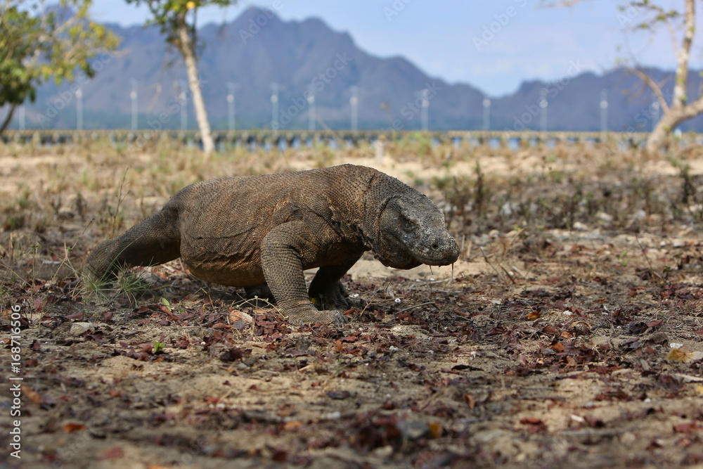 Gigantic komodo dragon in the beautiful nature habitat on a small island in Indonesian sea, Varanus komodoensis, very dangereous wild animals, prehistoric creatures on forgotten place on the earth.