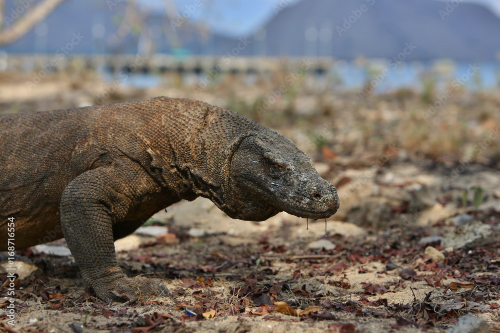 Gigantic komodo dragon in the beautiful nature habitat on a small island in Indonesian sea, Varanus komodoensis, very dangereous wild animals, prehistoric creatures on forgotten place on the earth.