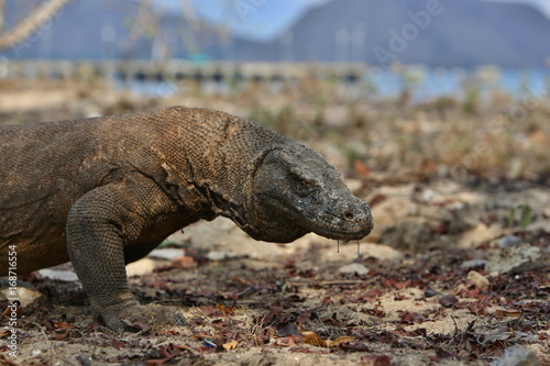 Gigantic komodo dragon in the beautiful nature habitat on a small island in Indonesian sea  Varanus komodoensis  very dangereous wild animals  prehistoric creatures on forgotten place on the earth.