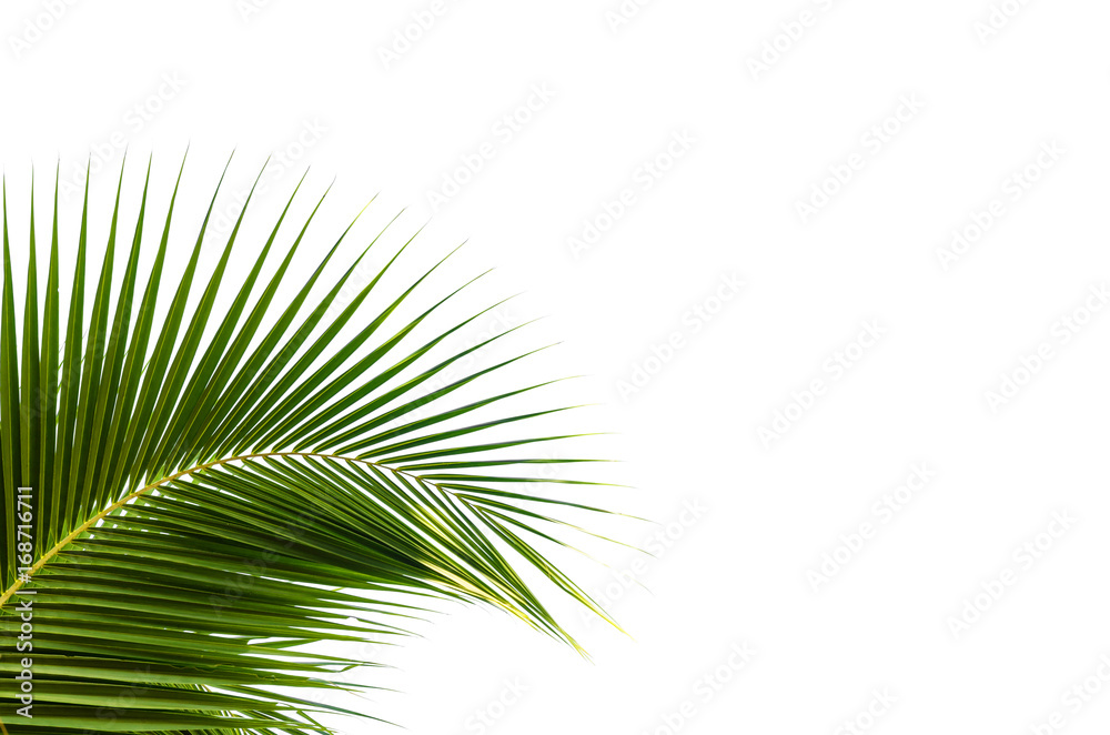 Obraz premium green leaf coconut on white background