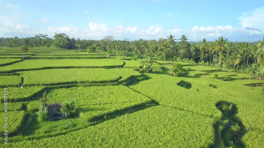 AERIAL, CLOSE UP: Flying above beautiful rice paddy plantation fields in vast lush green tropical jungle on sunny and misty summer morning. Gorgeous rice terraces in dense acacia and palm tree forest AERIAL, CLOSE UP: Flying above beautiful rice paddy plantation fields in vast lush green tropical jungle on sunny and misty summer morning. Gorgeous rice terraces in dense acacia and palm tree forest