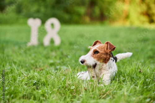 Adorable wire fox terrier lying in the grass at the park playing with a stick 18 number on the background symbolizing new 2018 year Chinese calendar greeting card. 