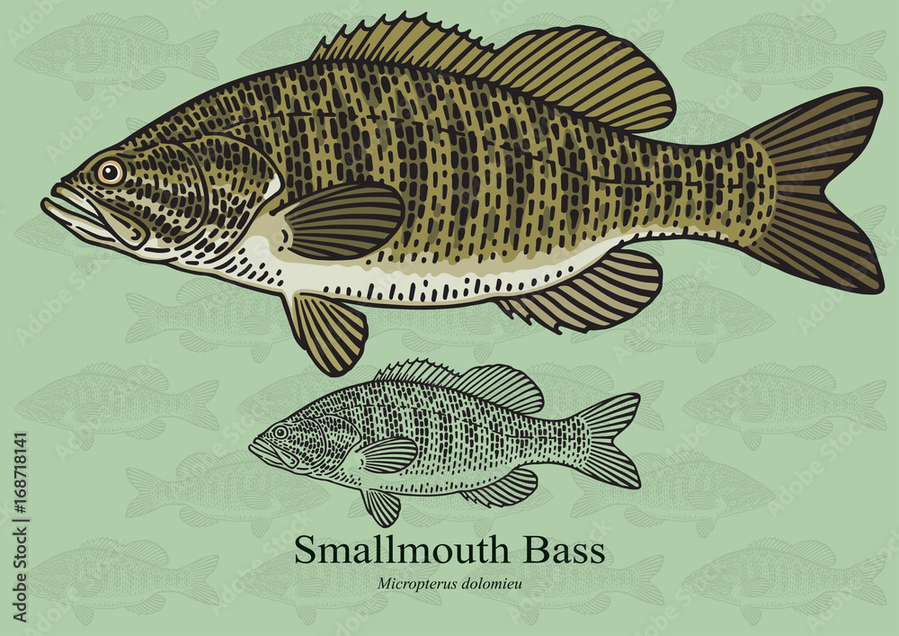 Obraz premium Smallmouth Bass. Vector illustration for artwork in small sizes. Suitable for graphic and packaging design, educational examples, web, etc.