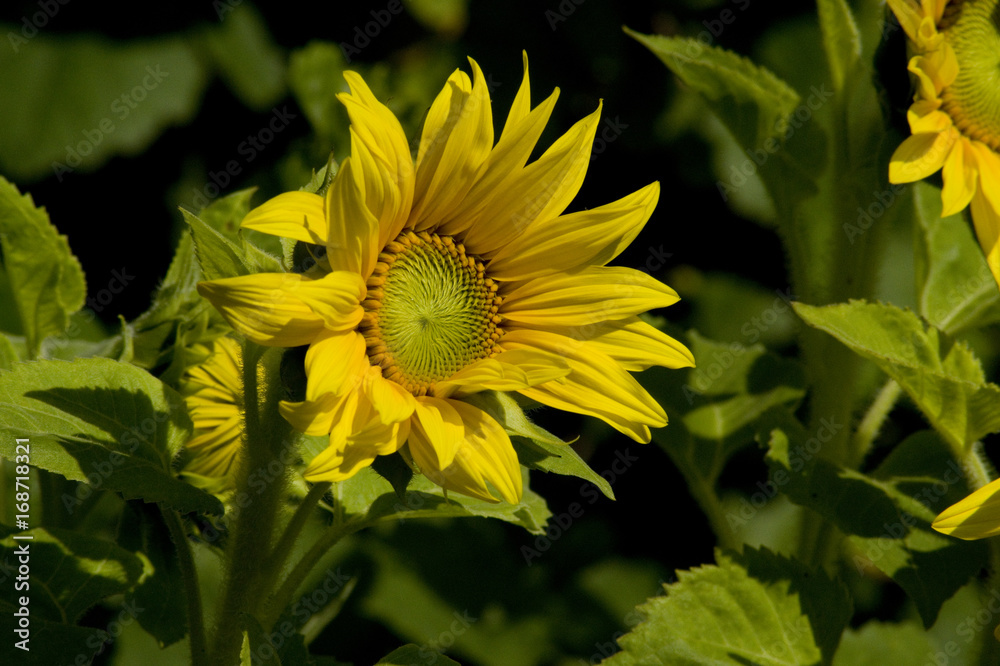 Sonnenblumen Sonnenblumen