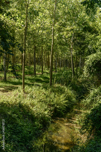 ditch and poplars wood near Motta Visconti  Italy