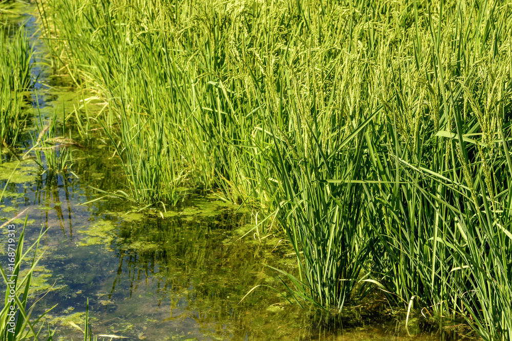 rice plants and water in flooded field near Besate, Italy rice plants and water in flooded field near Besate, Italy