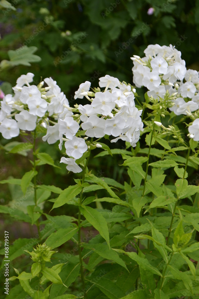 White phlox in the garden White phlox in the garden