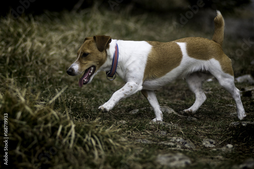 Jack Russel en recherche