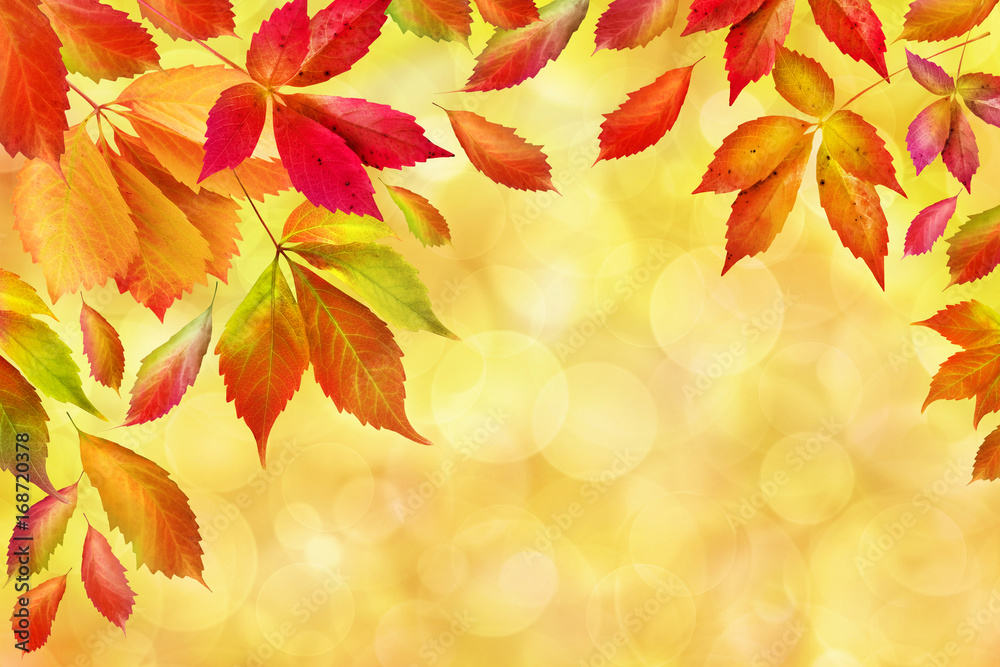 Herbstblätter Herbstblätter