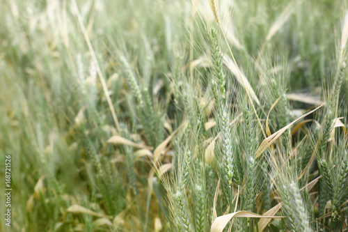 The rye crop on the field