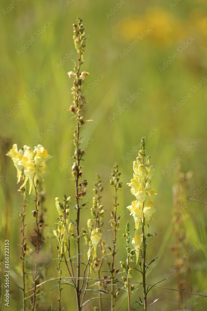 Linaria vulgaris, the common toadflax mit blossoms and fruits Linaria vulgaris, the common toadflax mit blossoms and fruits