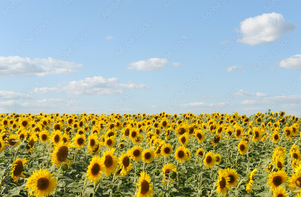 Obraz premium Sunflower field and clear sky