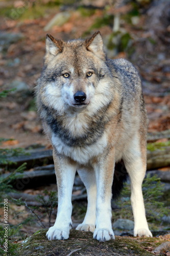 Der Wolf - canis lupus