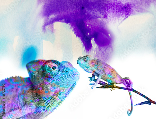 chameleons - and colors on white background