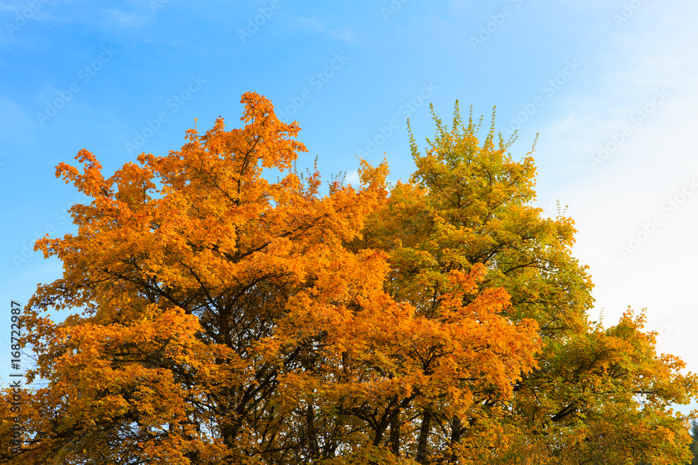 Autumn background with yellow leaves and sky.