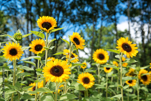 Beautiful field of sunflowers in the garden