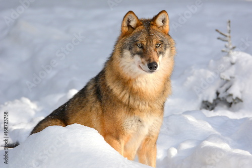 Der Wolf - canis lupus © Wiltrud