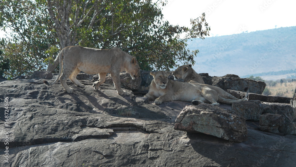 Lion Löwe Lion Löwe