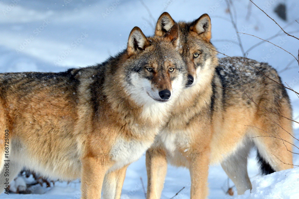 Fototapeta premium Der Wolf - canis lupus