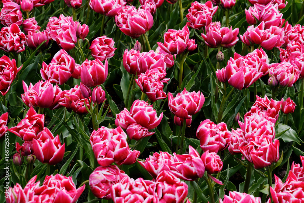 flower in nederland flower in nederland