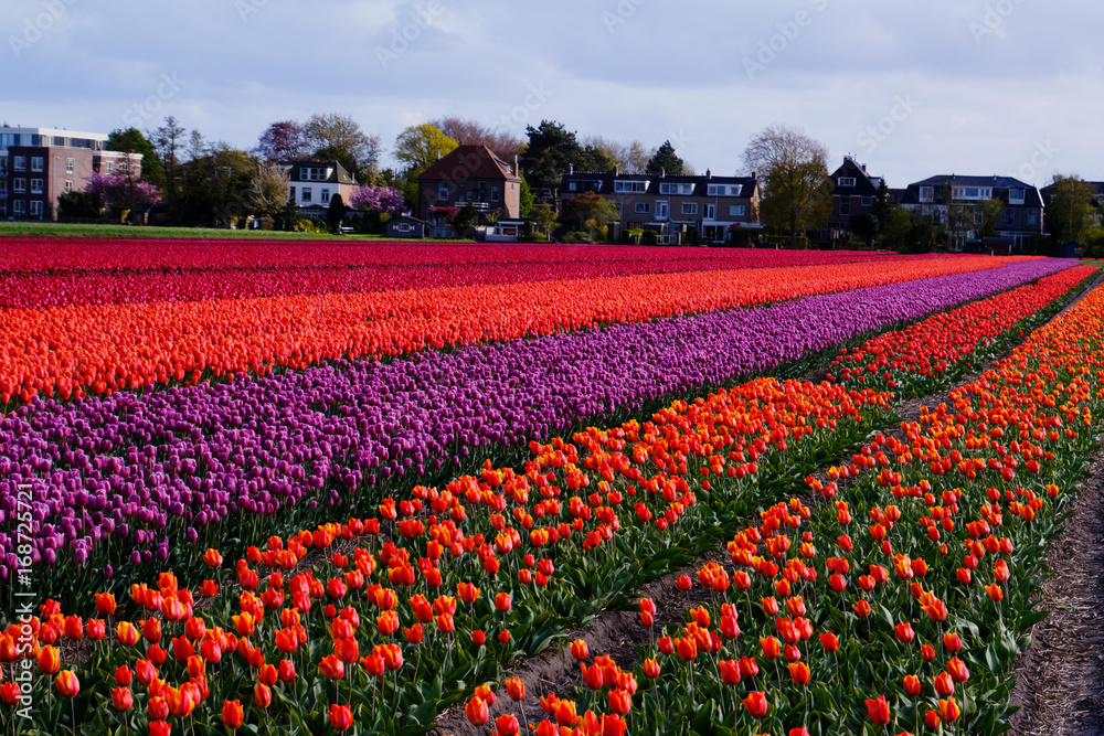 flower in nederland