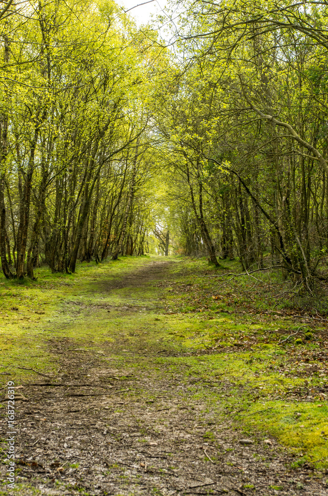 Obraz premium Batch 1