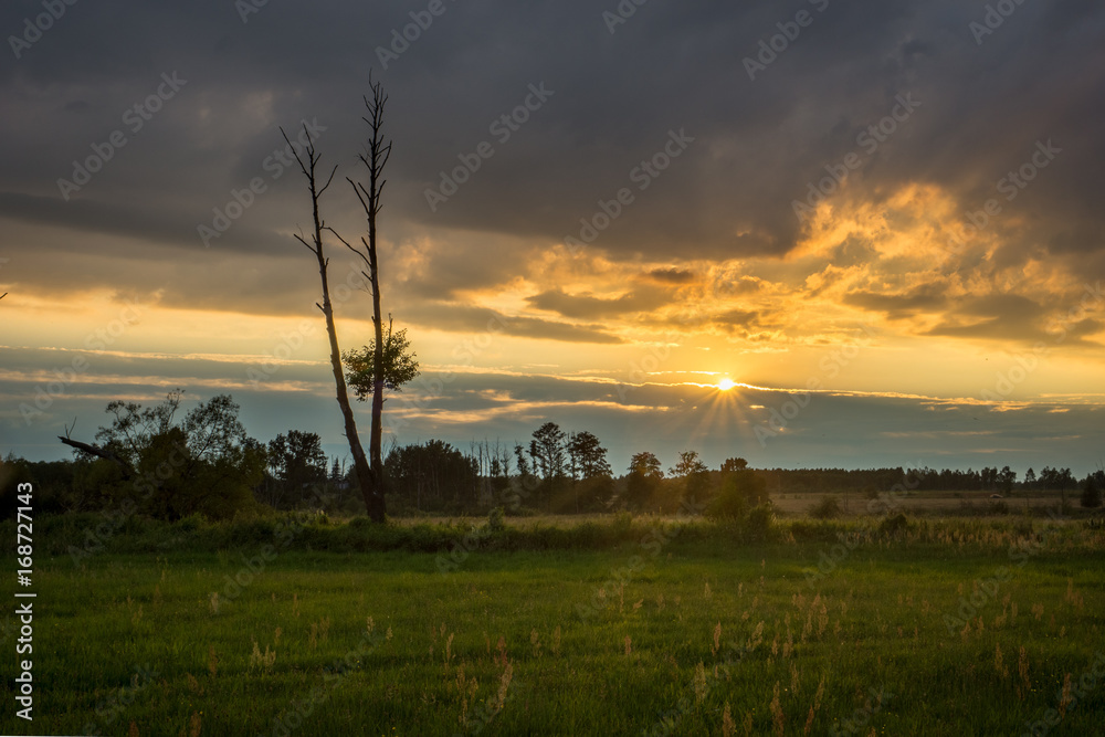 Sunset over the meadow and lonely tree, Poland